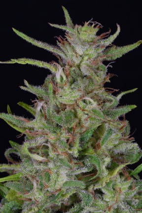(image for) Tangie